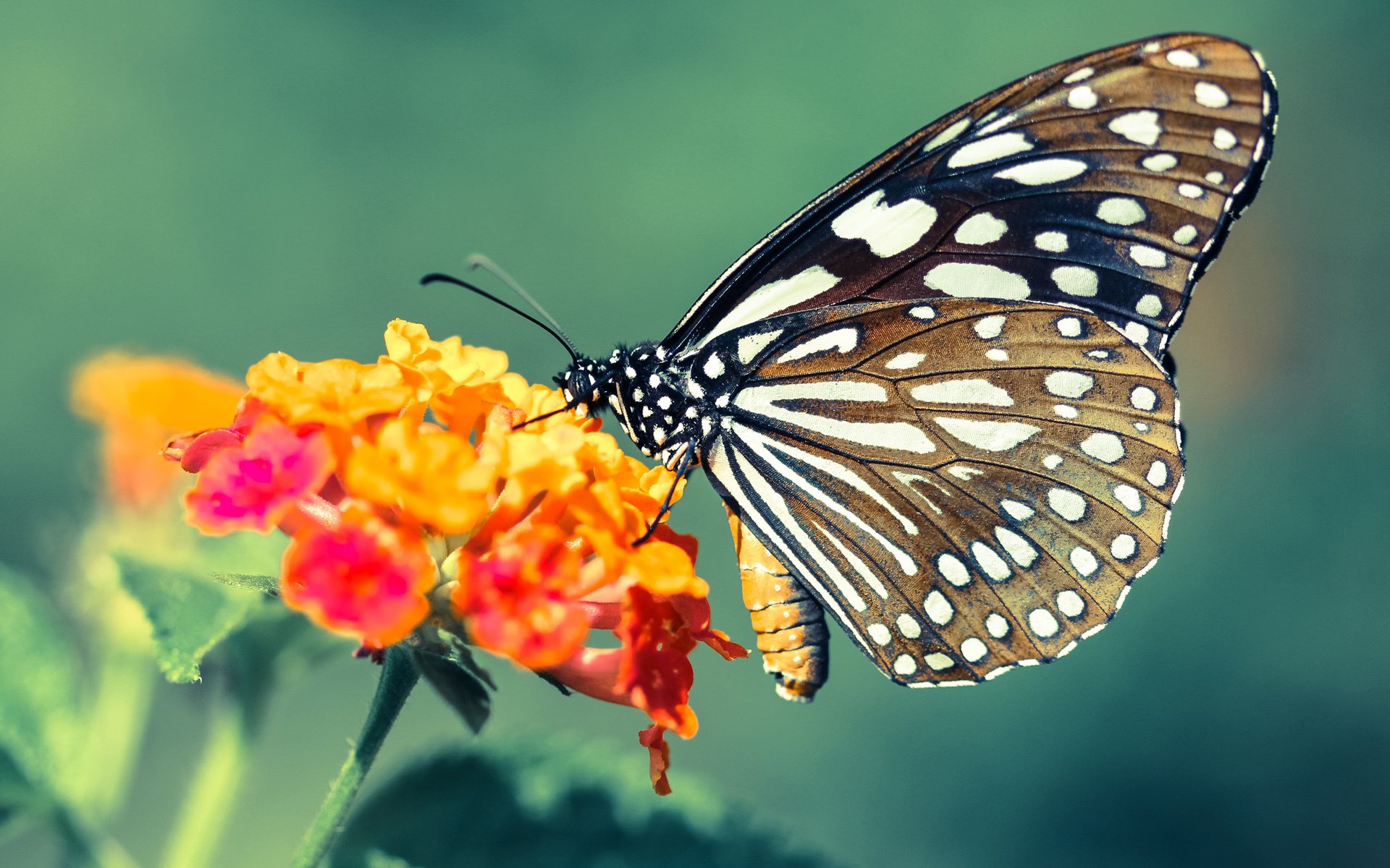 马克西的东方魔法，当山西队遇上马刺，一个名字主宰了比赛走向